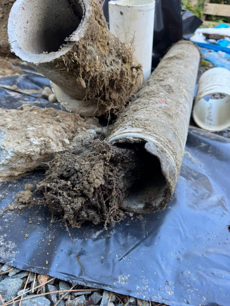 Sections of sewer pipe removed from an Arizona home, packed solid with tree roots
